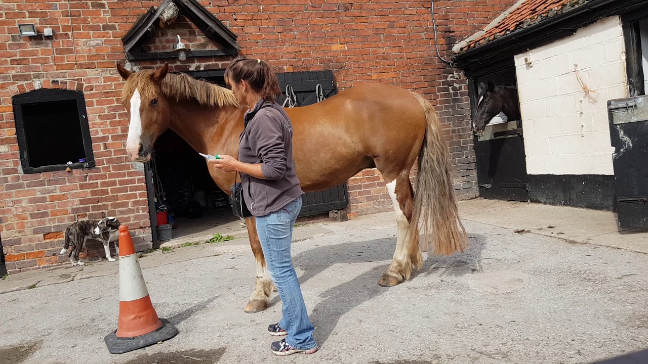 Positive Horse Training - voluntary injection and worming training