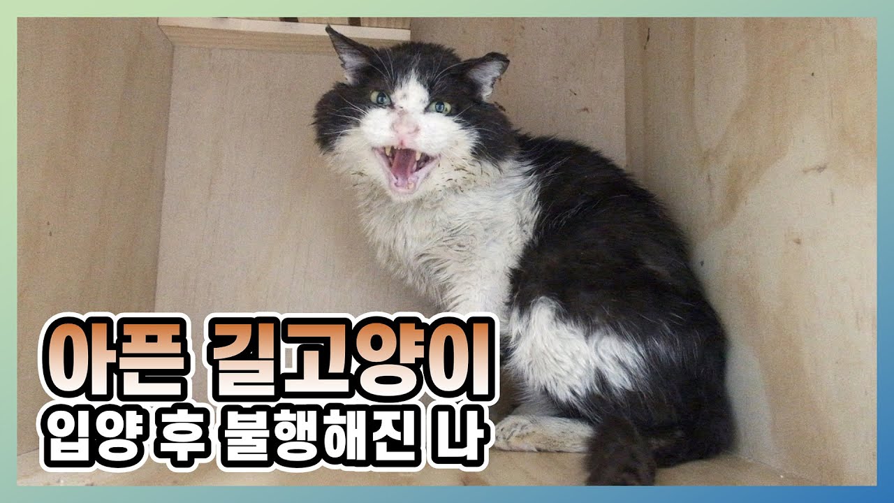 아픈 길고양이를 입양하고 내 삶은 불행해졌다.