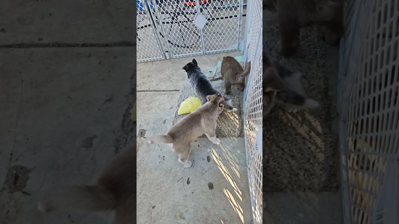 Come see how much these Little Girls have grown. #puppy #pets #shorts #foryou #cute 