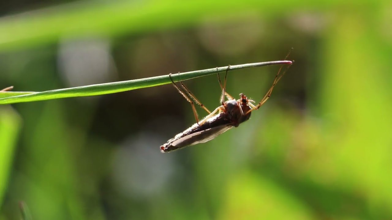un moment près de la mare
