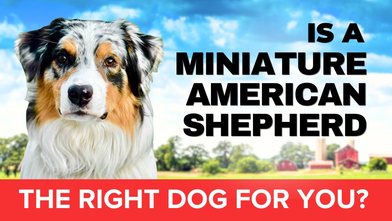 Miniature American Shepherd: devoted, affectionate and athletic