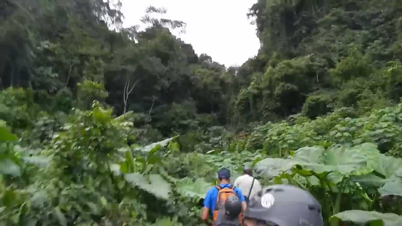 Selva Zoque en Minatitlan, Veracruz