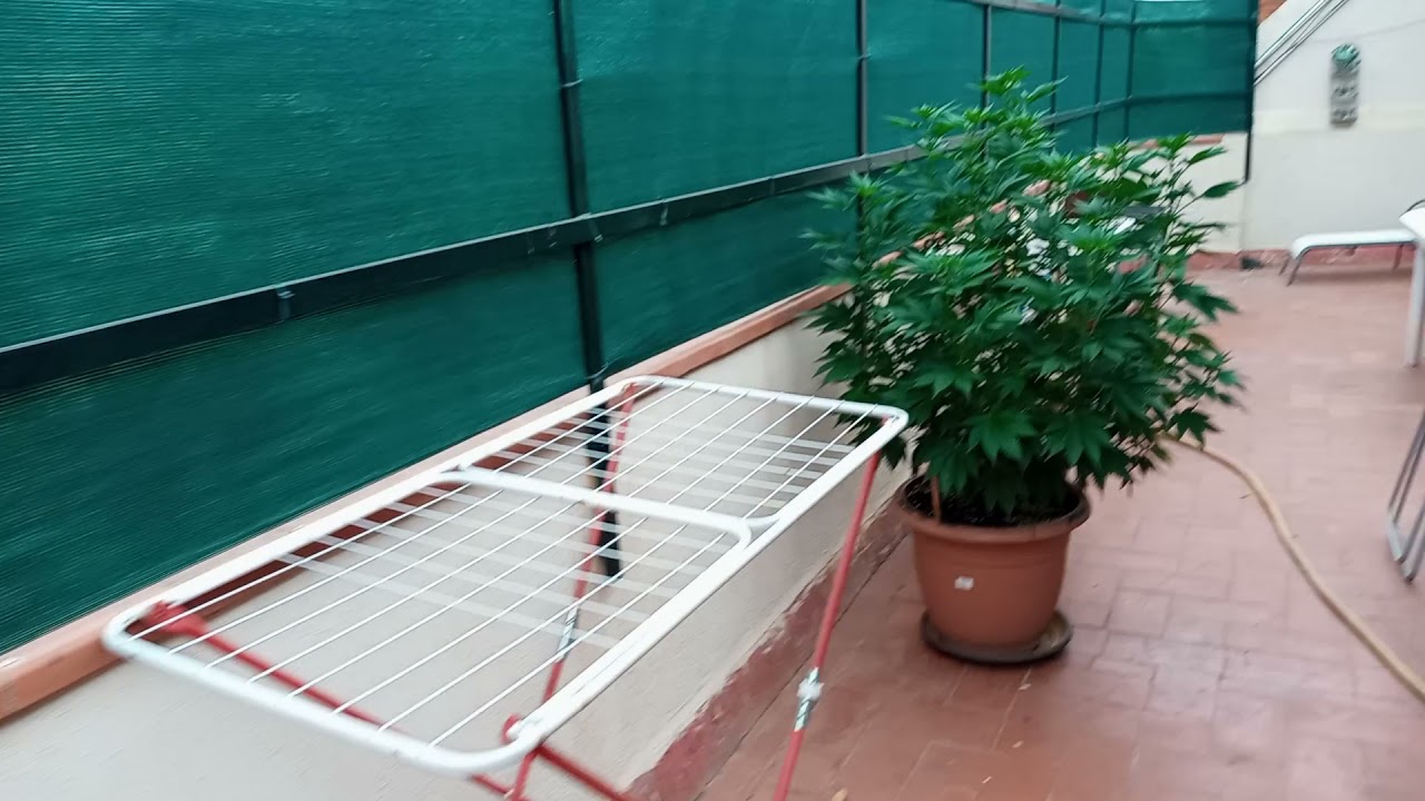 Organizacion en el cultivo de Mariguana..Cogollazos