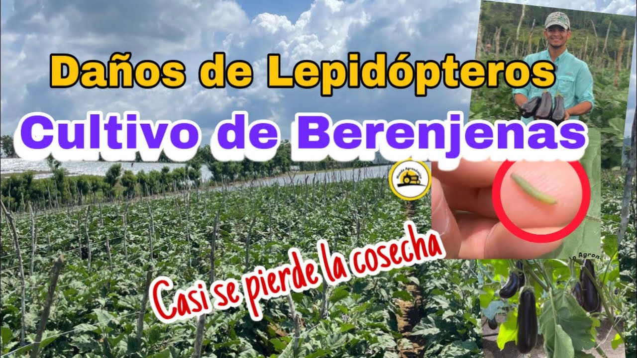 Daños Ocasionados por Lepidópteros en el Cultivo de Berenjena, video 4K