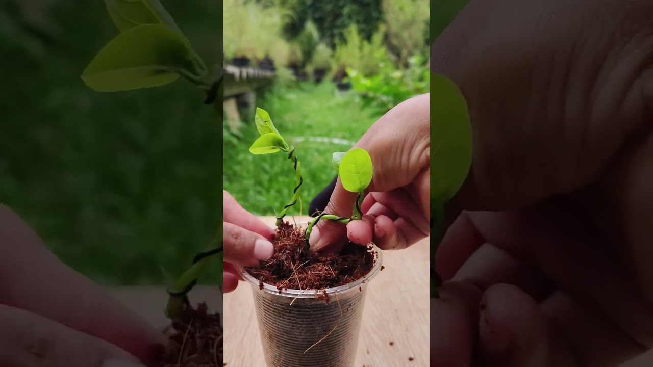 Change a normal branch to a mini#top #treding #tree #tips #gardening #shortvideo #vairalvideo