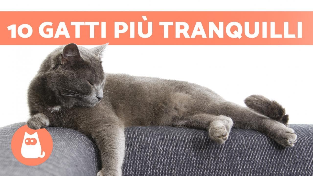 Le RAZZE di GATTI PIÙ TRANQUILLI 🐱 TOP 10