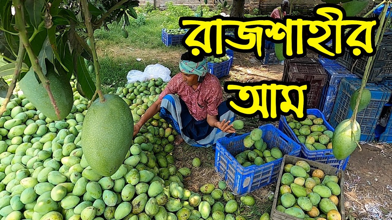 রাজশাহীর বিখ্যাত আমের বাজার বানেশ্বর | Mango Market Rajshahi | Info Hunter