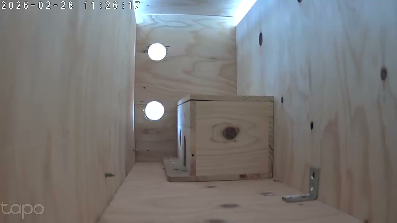 巣箱　in　巣箱　6      音沙汰なし。スズメ無し。