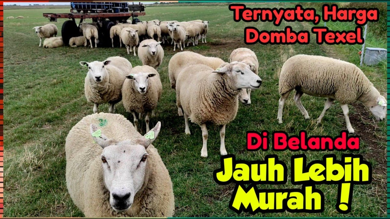 Harga Domba Texel Asli Belanda Murah Meriah. Review Langsung di Provinsi Zeeland Neterland.