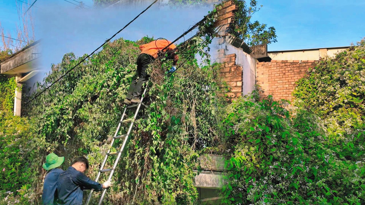 Heart-Stopping Moment: Worker Climbs Ladder Through Tangled Power Lines to Clear Abandoned House”