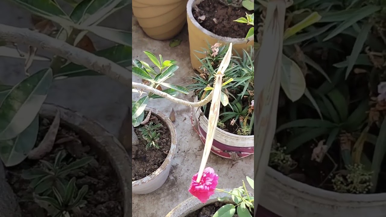 Garden Tour #plant #plants #indoorplantplantnursery #gardenflowers #terracegardening #home
