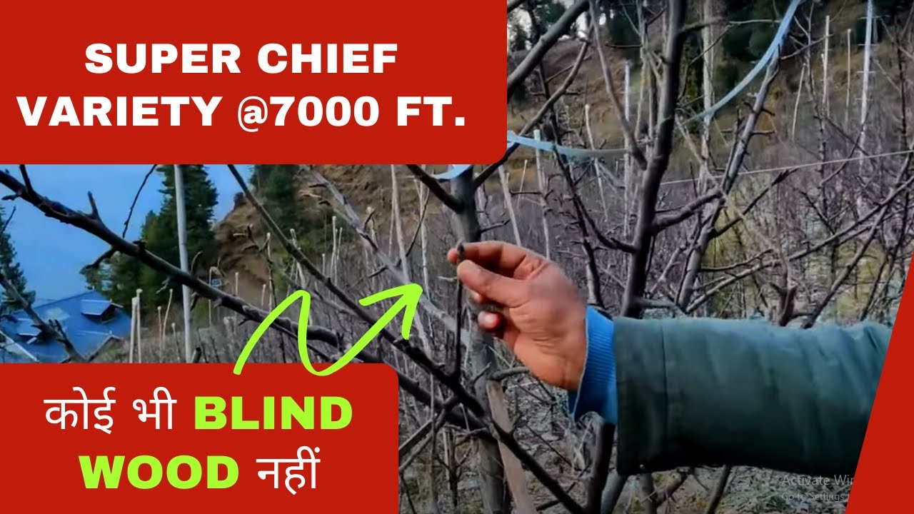 कोई भी Blind Wood नहीं | Super Chief U.S.A On Seedlings At 7000 ft. Height Kufri Theog