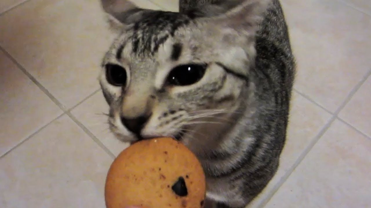 KITTY COOKIE DANCE