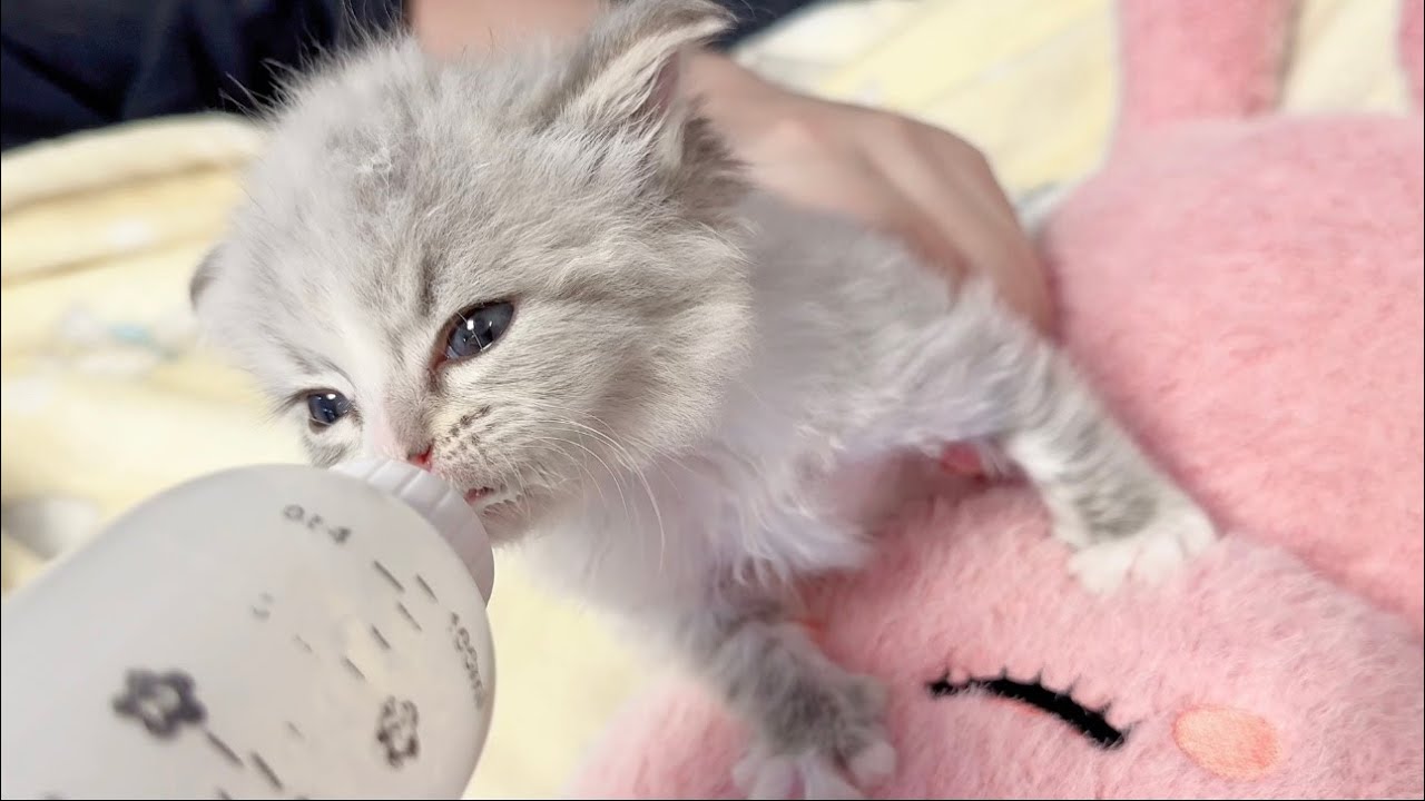 ASMR |  Kitten Milk Drinking ｜ no talking