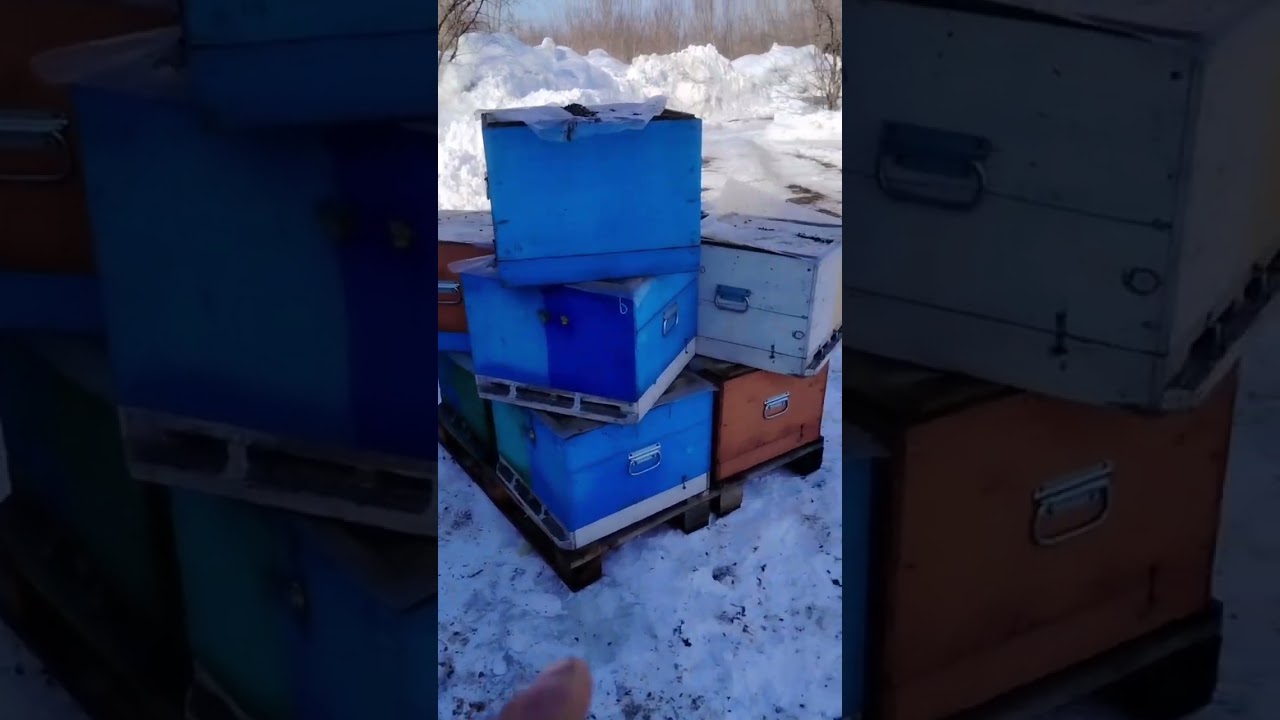 Кудинов Егор. Выставили пчел - сезон 2026 открыт.