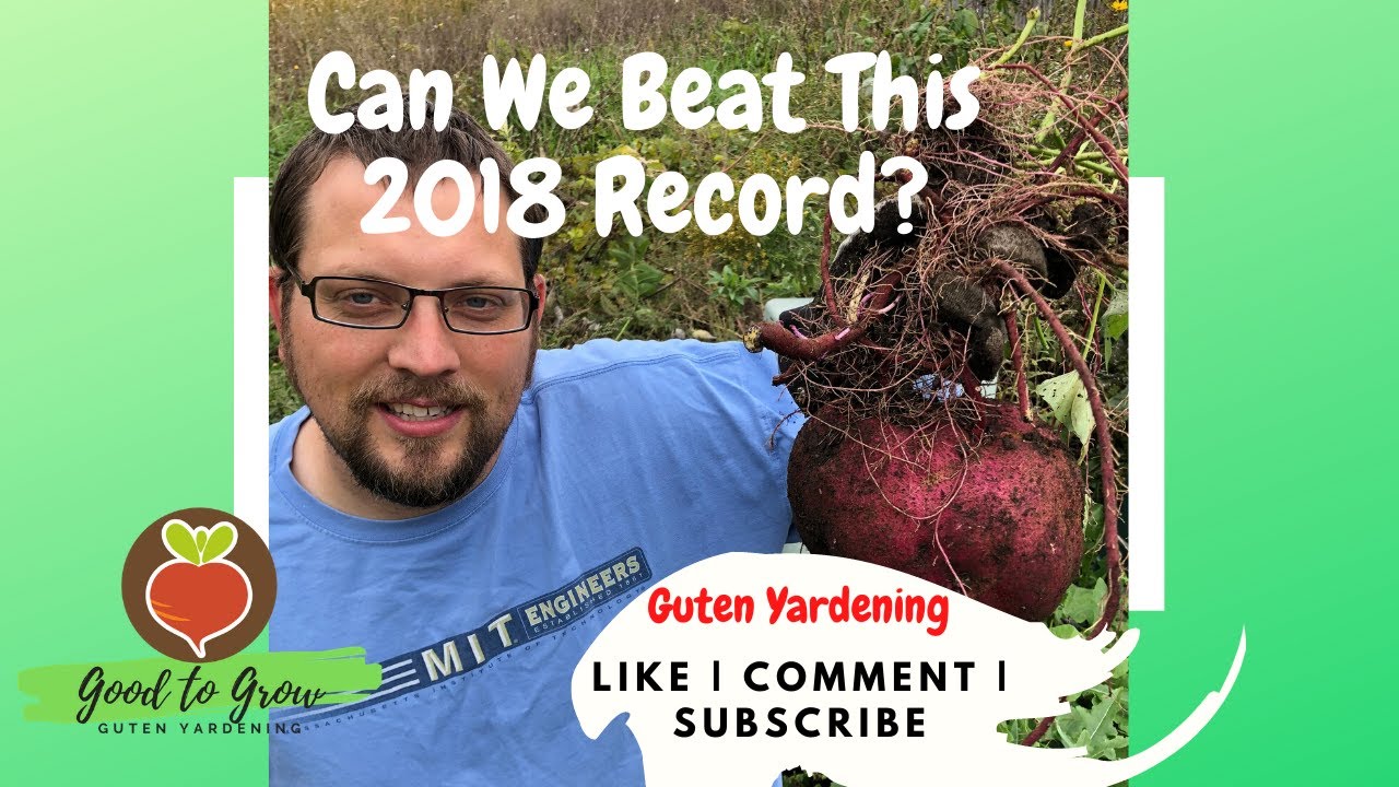 How to Grow Sweet Potatoes Slips 3 Ways | Maximize Sweet Potato Harvest 2020 | Succession Planting