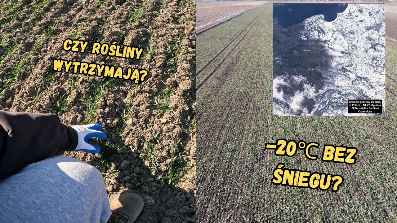 Czy będzie powt&oacute;rka z 2012 roku? Oziminy kontra -20 stopni bez okrywy śnieżnej❄️