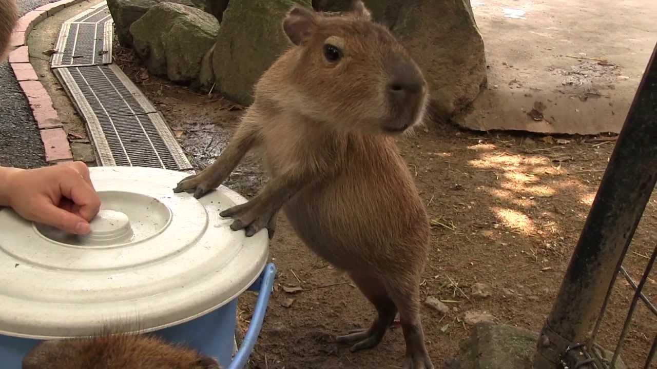 カピバラ　（姫路セントラルパーク篇）仔カピのお願い