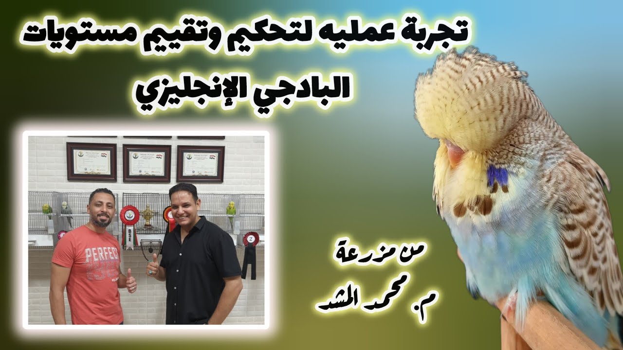 مستويات البادجي الإنجليزي ومعلومات كتير من داخل مزرعه م/ محمد المشد - اسرار إختيار طيور المعارض