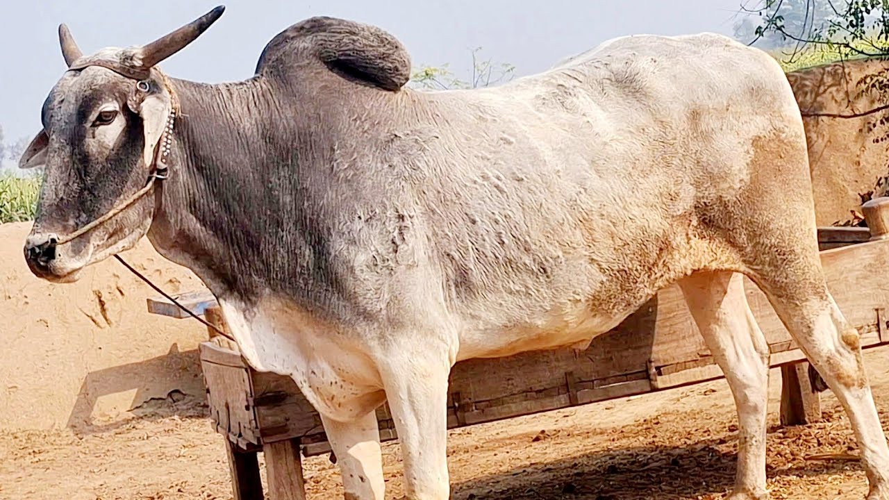 Bull powered village lifestyle in punjab | Antique farming tools | Traditional and old punjab