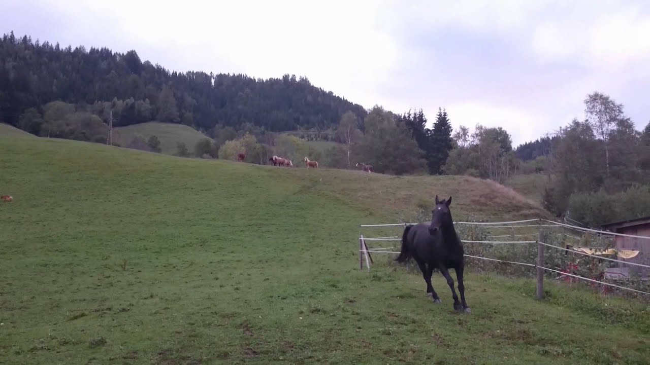 Academia Liberti Zentrum &Ouml;sterreich III - leben wie die Wildpferde