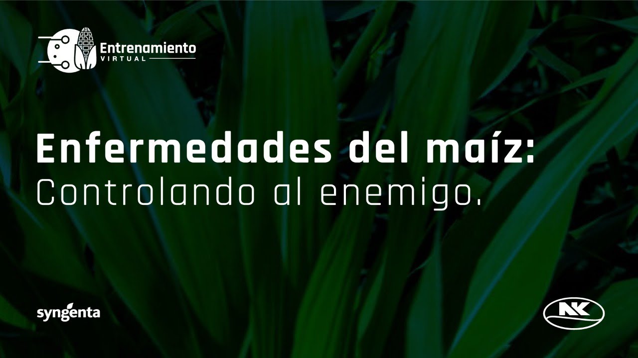 Enfermedades del Maíz, Controlando al Enemigo