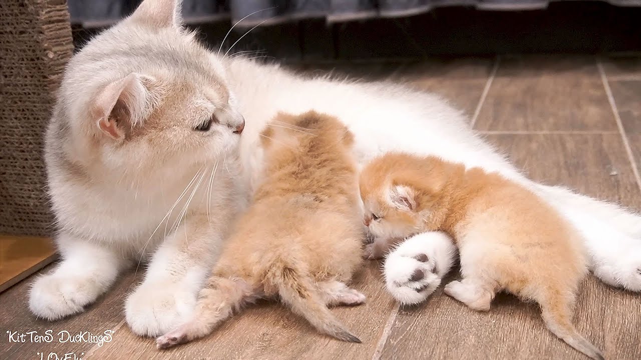 Mother cat Xaxa is so wonderful, the kittens are so lucky to be with mother cat Xaxa
