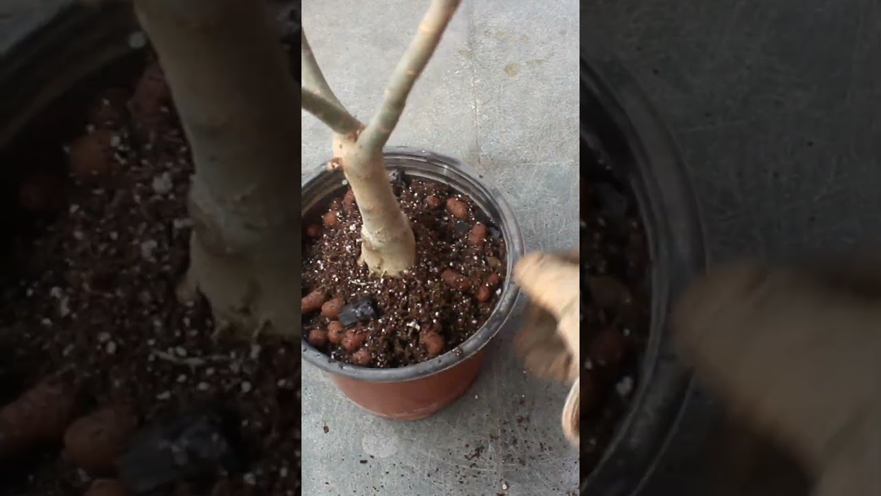 SECRET Adenium Growing Hacks
