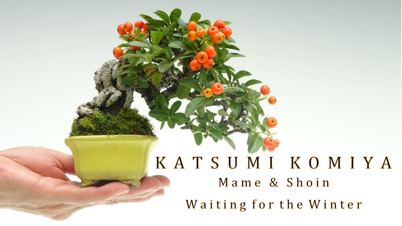 Mame & Shoin bonsai trees - Waiting for the Winter by Katsumi Komiya
