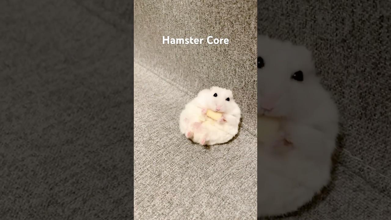 Hamster Core #animalshorts #animals #cuteanimals #hamster #hamsters