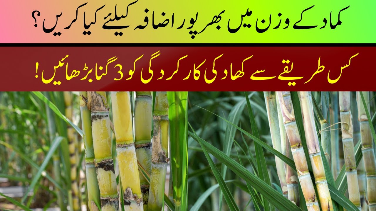 Boosting Sugarcane Yield with Optimal Fertilization |Cyber Agri Extension| Kamad k Wazan Main Izafa|