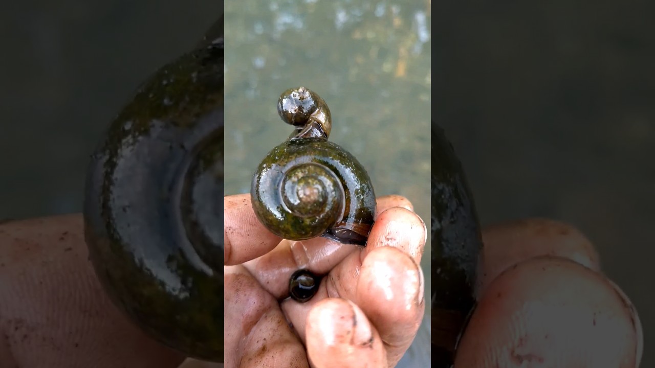 Keong Mas Gendong Anaknya 🐌