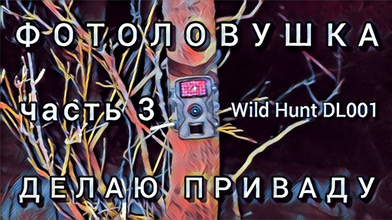Устроил солонец-кормушку перед фотоловушкой / Река Ик / Wild Hunt DL001