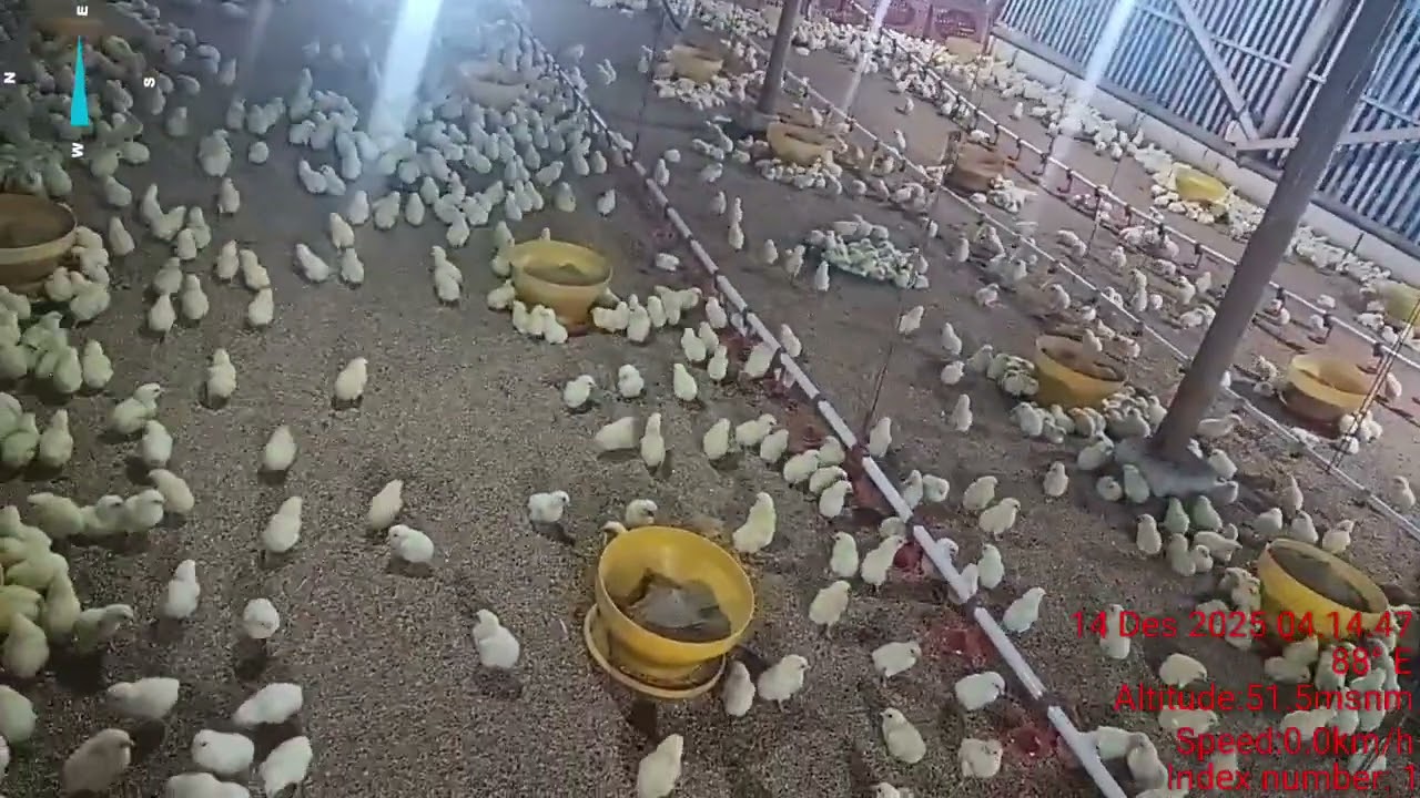 Alhamdulillah perawatan ayam youtuber Irfan cara bangunkan ayam dan kontrol air 14 Desember 2025