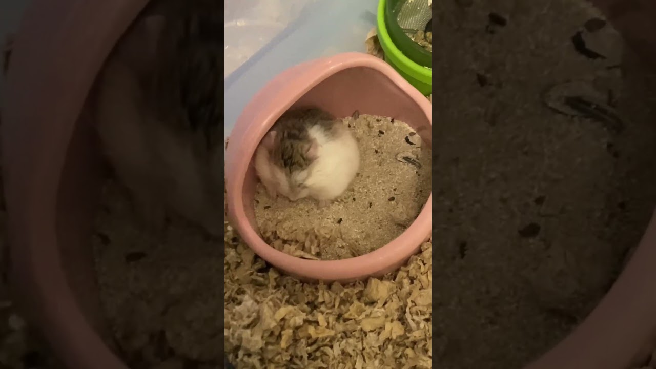 Cute Hamster Sleeping 🐹 💤 #hamsters #cute #sleep