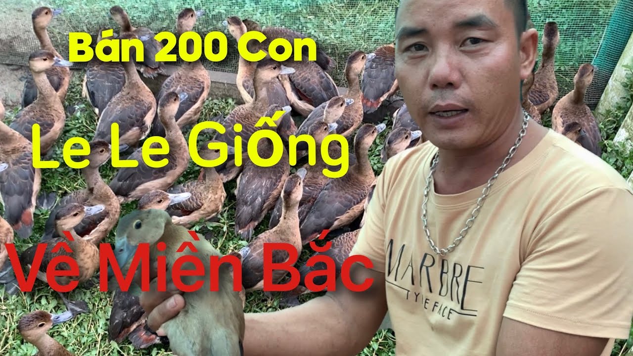 Khách Từ Miền Bắc Vào Mua Le Le Giống Và Học Hỏi Kinh Nghiệm Chăn Nuôi Le Le
