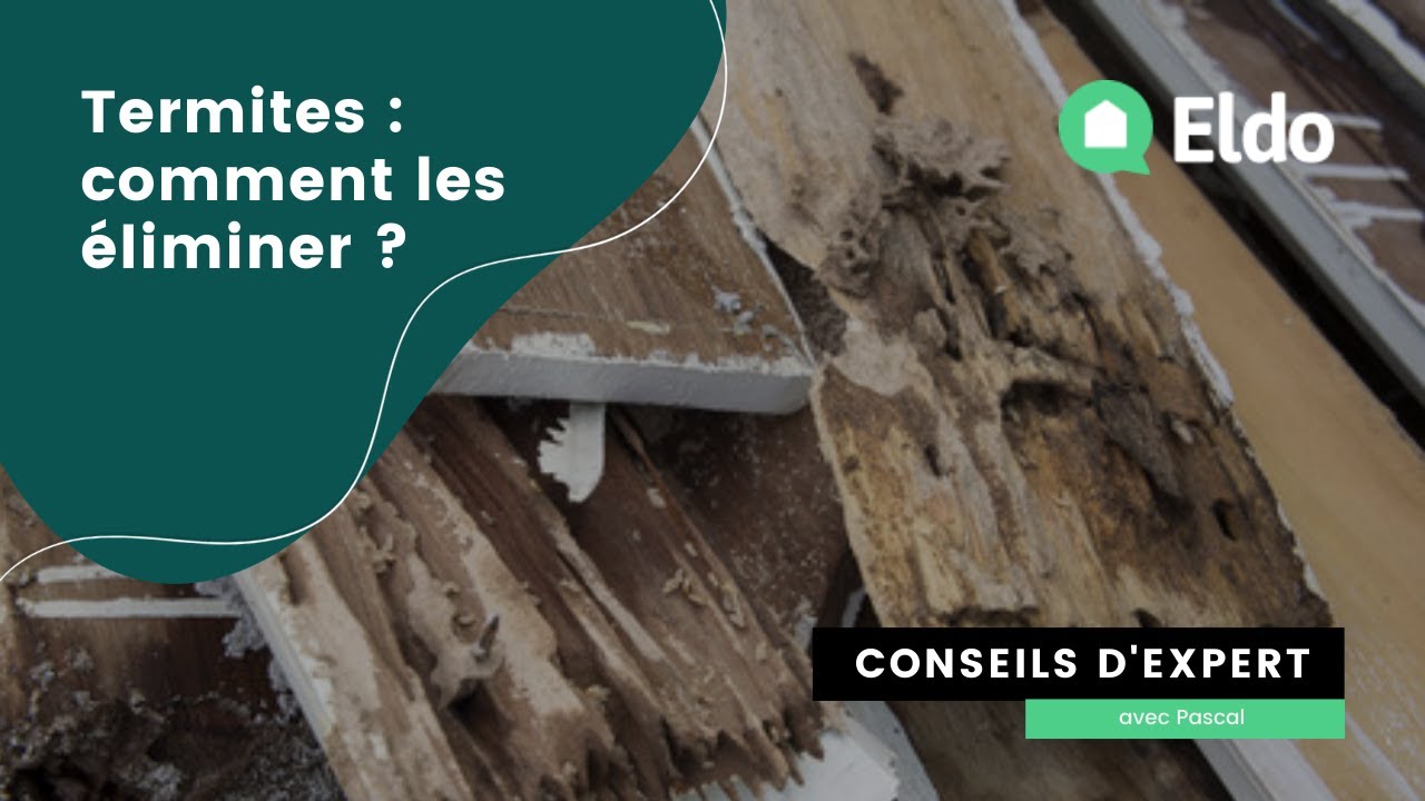 Termites : comment les éliminer ?