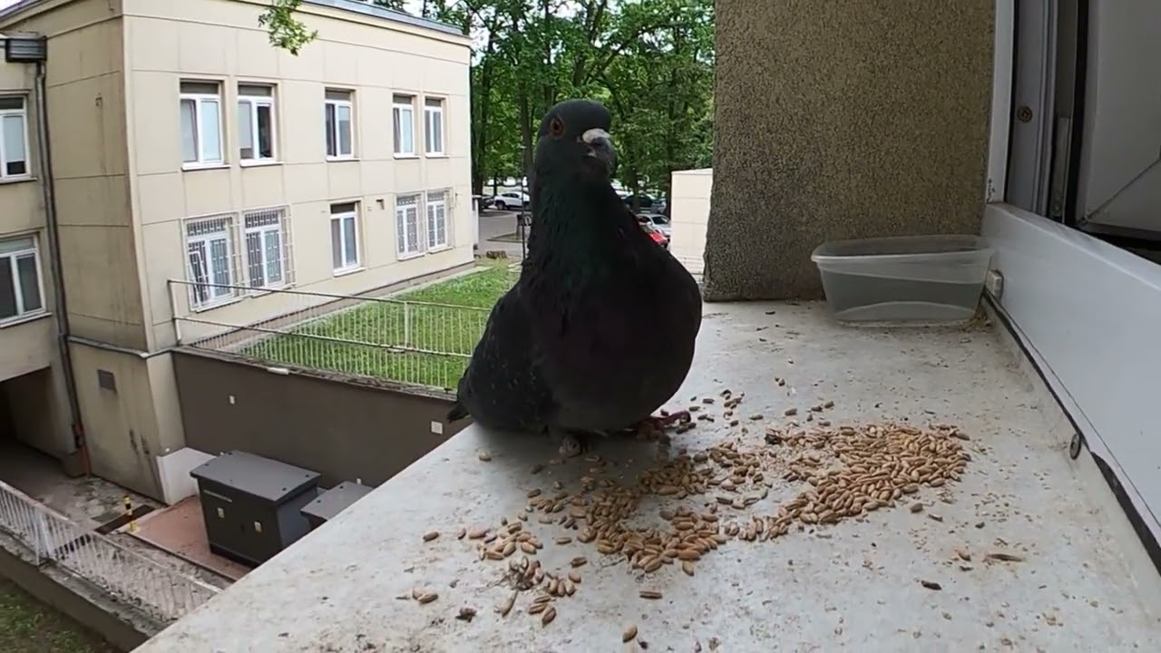 Gruchot