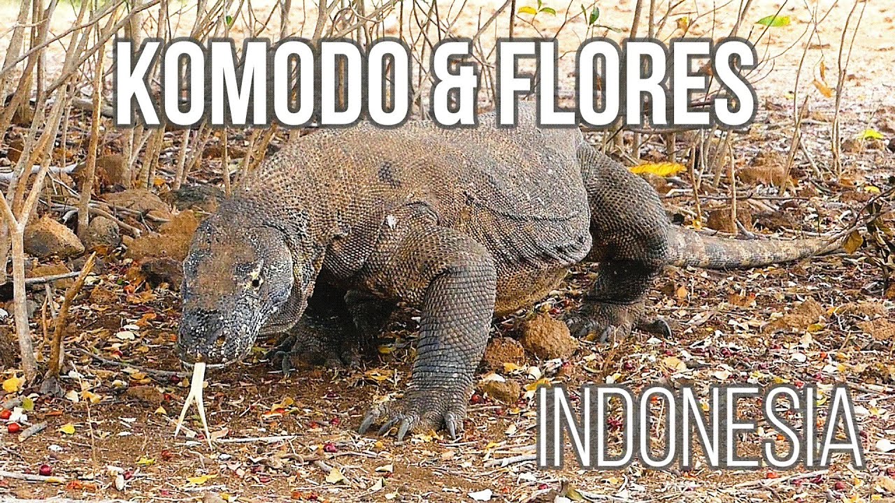 KOMODO, Indonesia - TRAVEL GUIDE Flores & Komodo