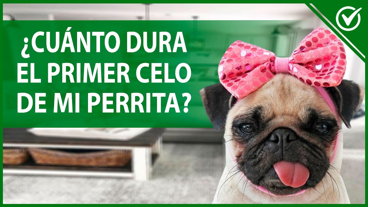 🐶 ¿Cuánto Dura el Celo en los Perros? ¿Cómo Saber si mi Perra está en Celo? 🐶🔥