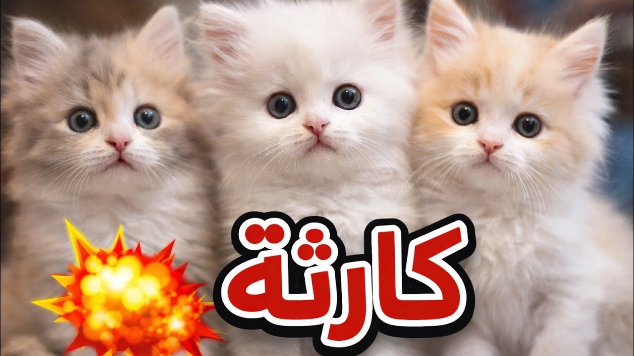 تعالوا شوفوا قمر و لولي عملوا مصيبة سودة ......