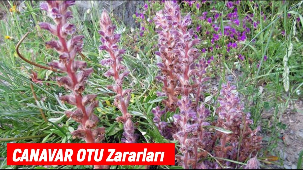 Canavar Otu Zararları Nelerdir