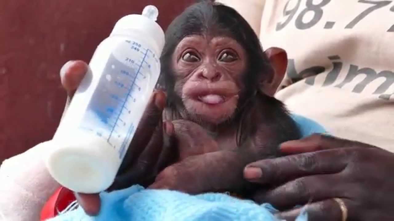 Baby chimpanzee drinks from bottle at Ngamba Island Sanctuary