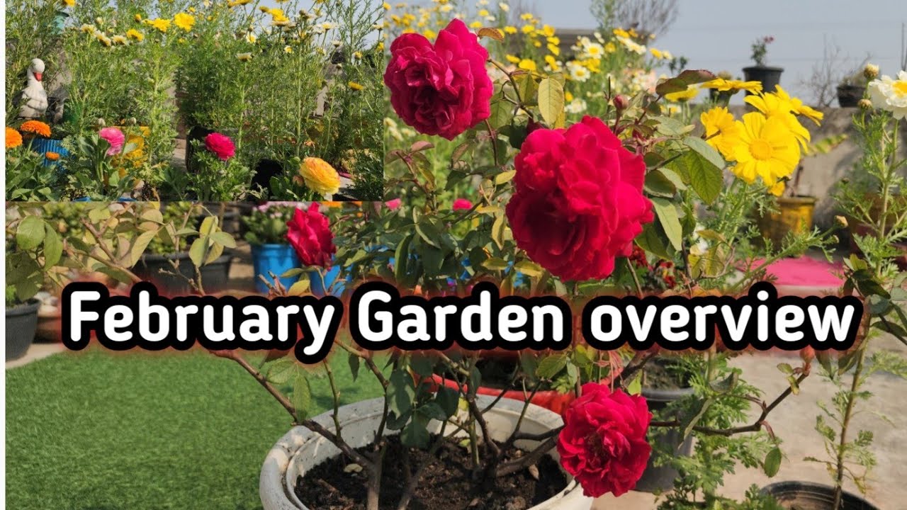 फूलों से भरा मेरा गार्डन !! February flowers Garden overview 