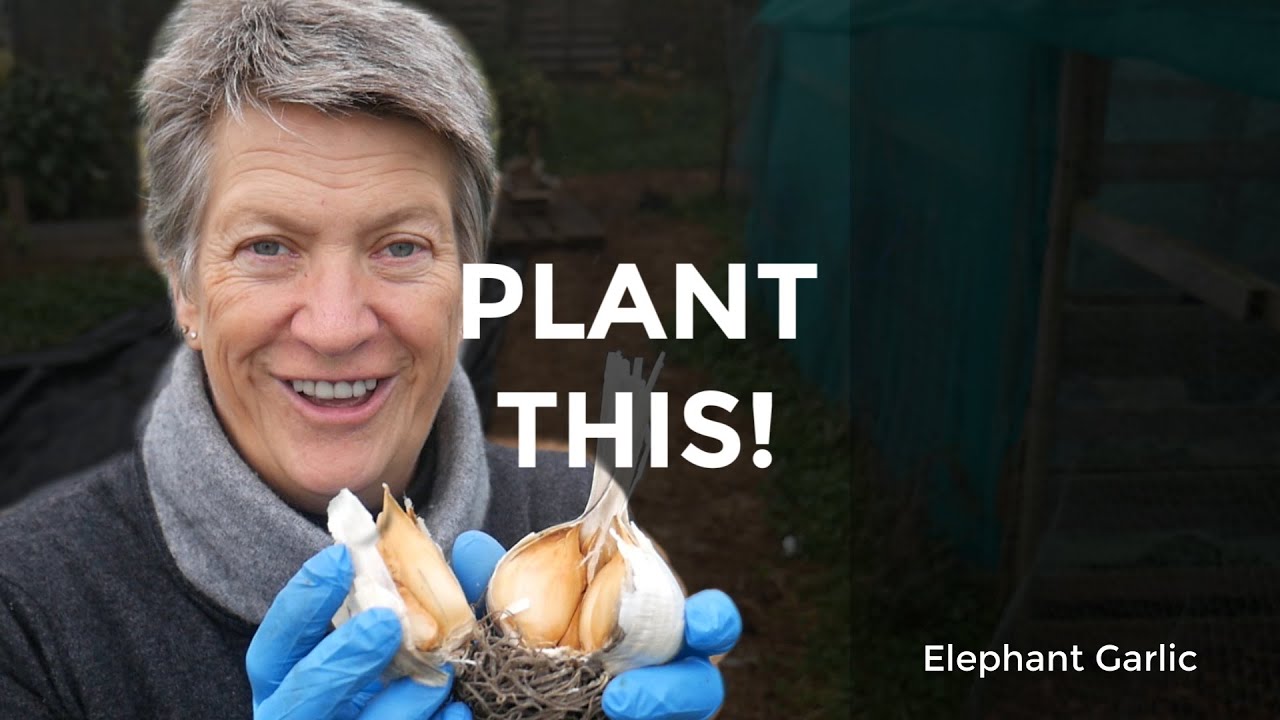 Growing Elephant Garlic | Easy to grow annual or perennial (2019)