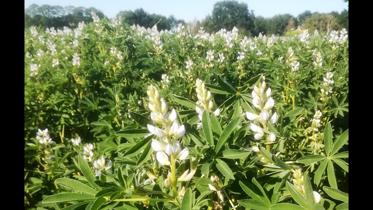 Zoektocht naar een lupine ras, dat goed groeit in Nederland, waarvan het boontje lekker is.