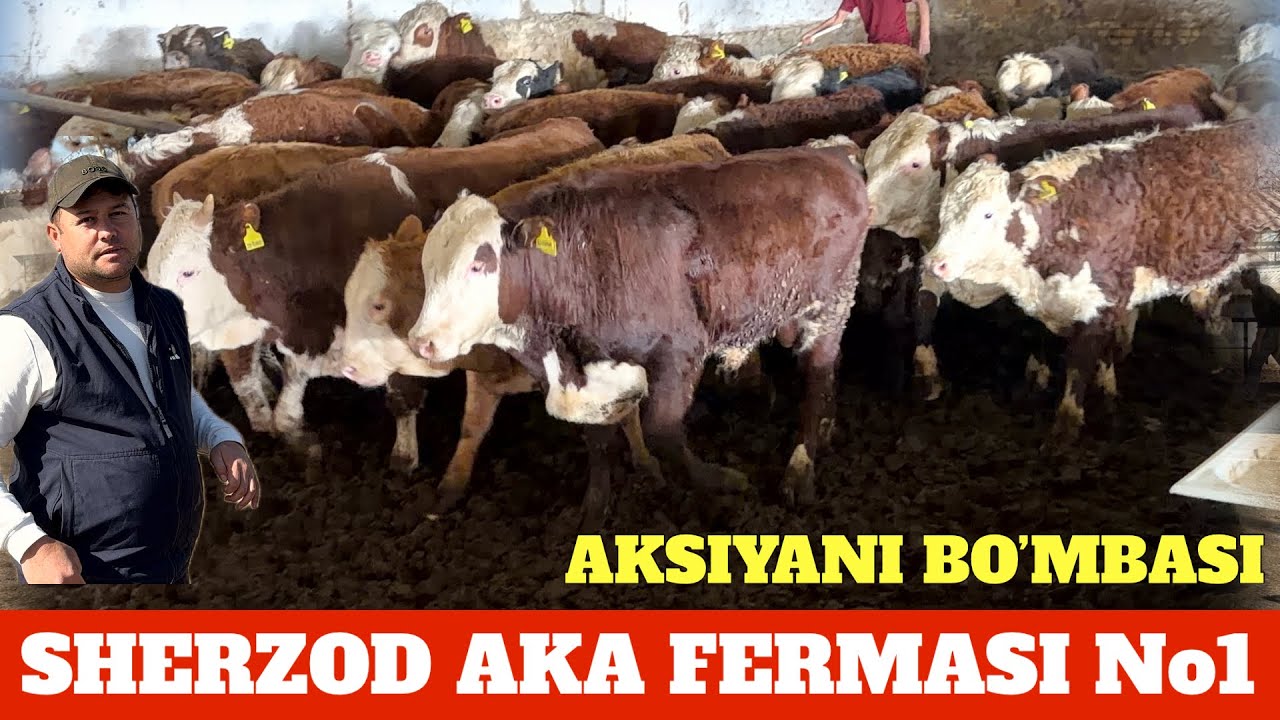 SHERZOD AKA FERMASIDA YANGI PARTIYA KELDI DAXSHAT SIFATI ZO’R