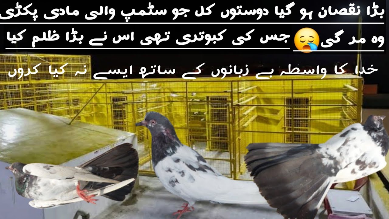 😱Badluck Ho Gya Dosto Kl Jo Stam wlai madi pakri Wo Mar😭 GyeBara Nuksan Ho Gya😪 #Mughal pegions club