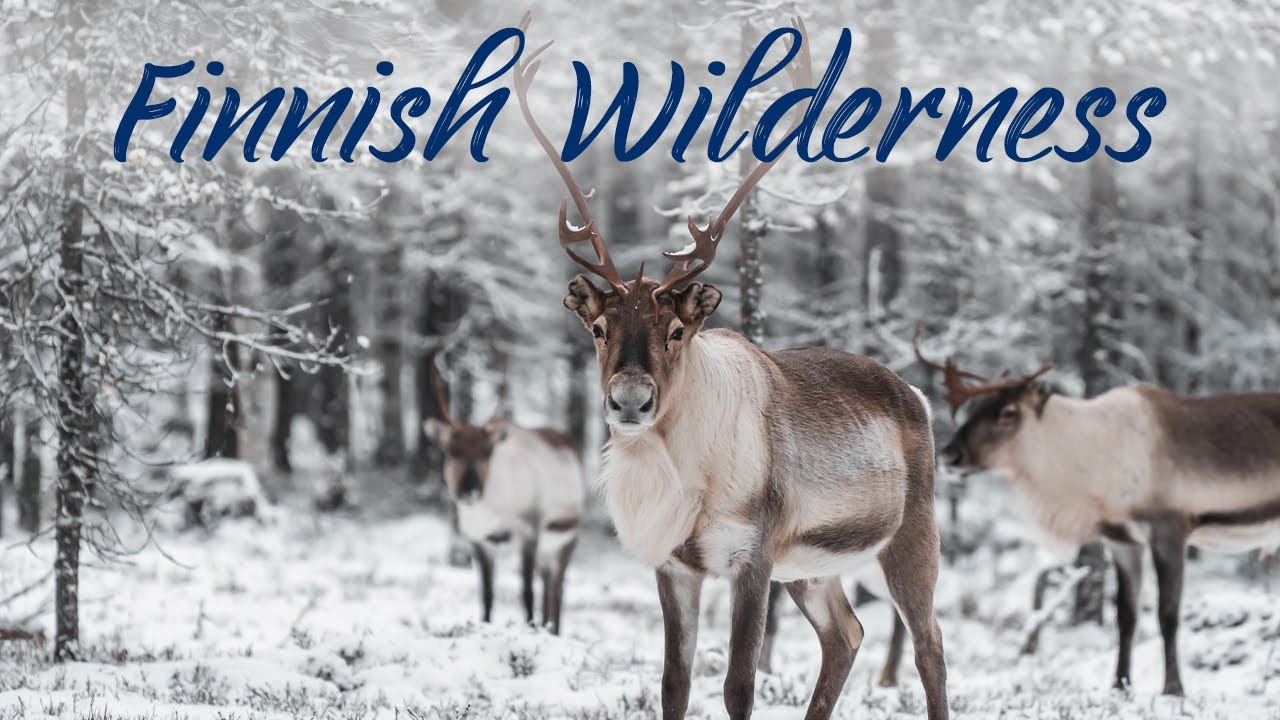 Lapland Stories 4K | Finnish Wilderness At Lake Inari - A Birds Eye View | Episode 1