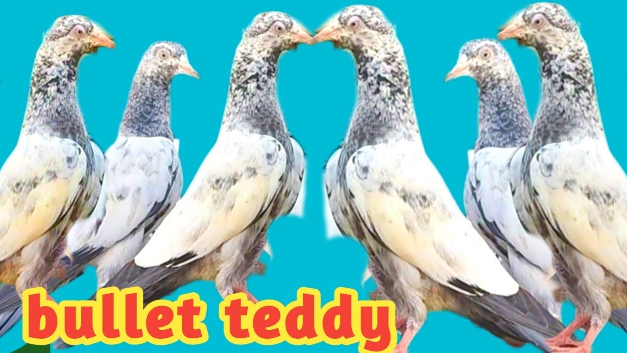 bullet  saharan puri pigeon || teddy kabootar || 03334497528 || @amjadaliofficial528